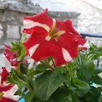 아파트 Porto Poros *
