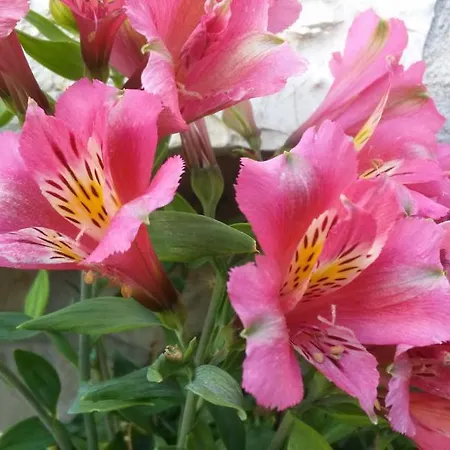 公寓 Porto Poros 米克罗斯雅洛斯