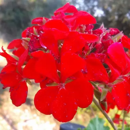 公寓 Porto Poros *